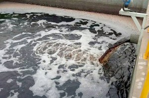 Nước xả thải của Formosa Hà Tĩnh. Ảnh: Đức Hùng.